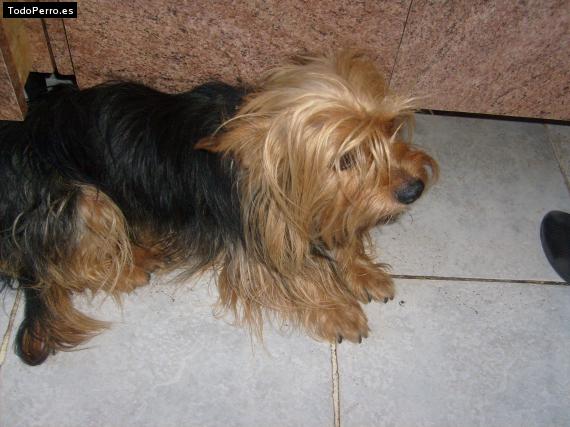 La foto del perro