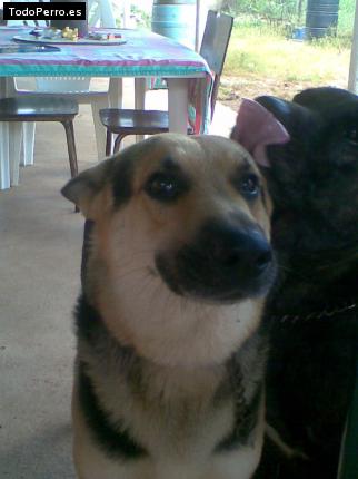 La foto del perro