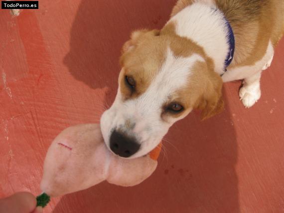 La foto del perro