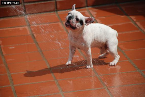 La foto del perro
