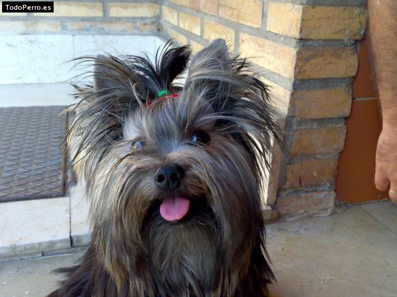La foto del perro