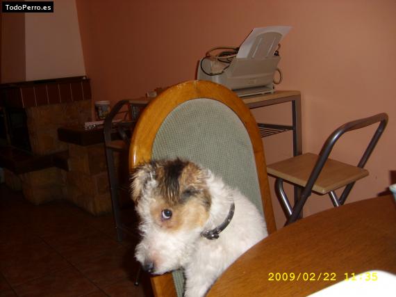 La foto del perro