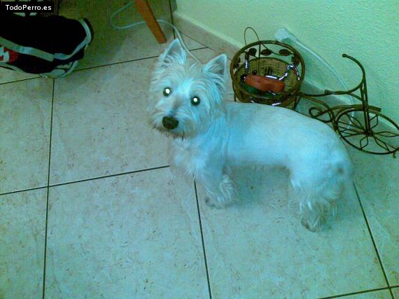 La foto del perro