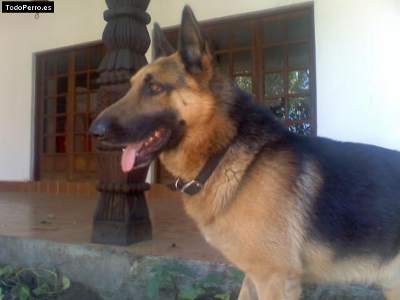 La foto del perro