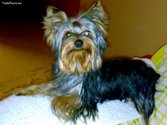 La foto del perro