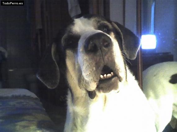 La foto del perro