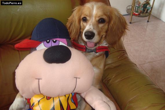 La foto del perro