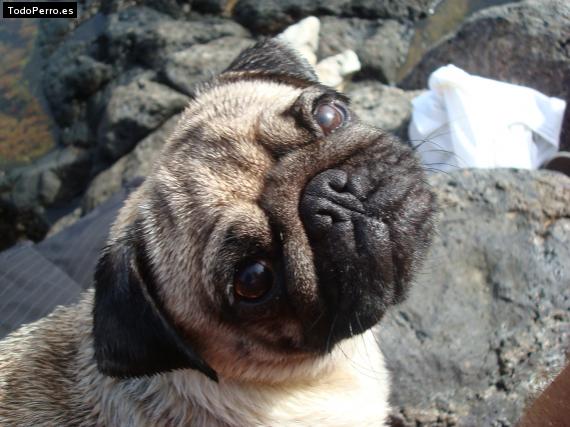 La foto del perro