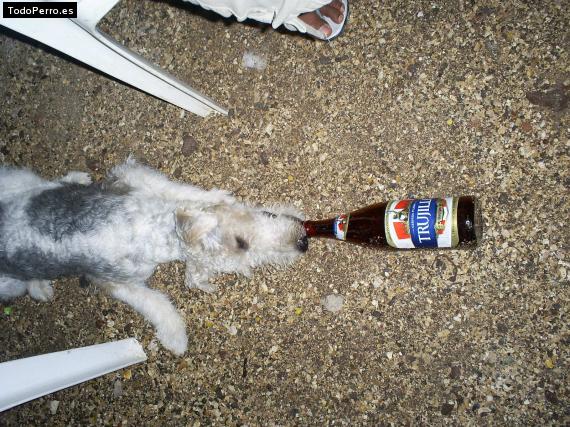 La foto del perro