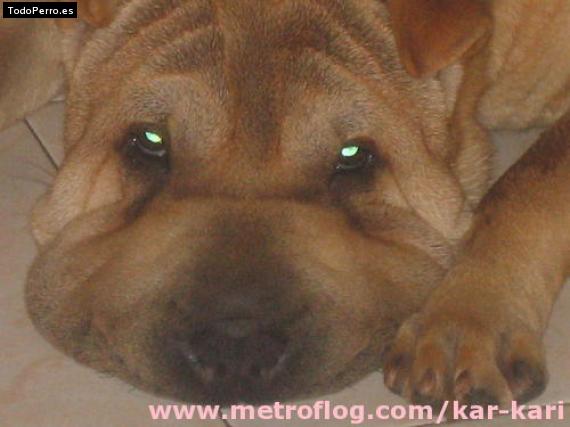 La foto del perro