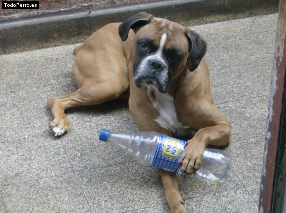 La foto del perro