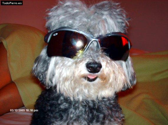La foto del perro