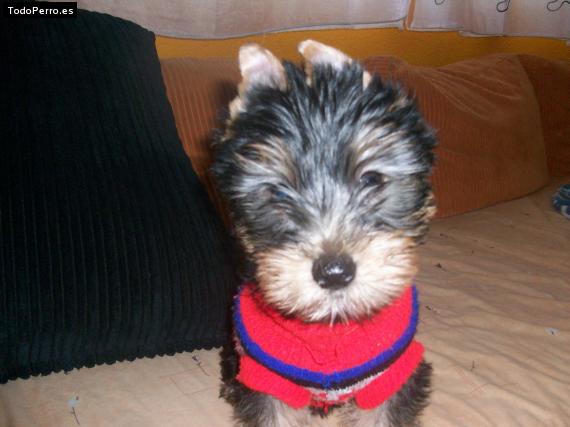 La foto del perro