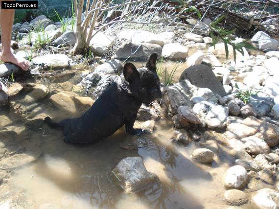La foto del perro