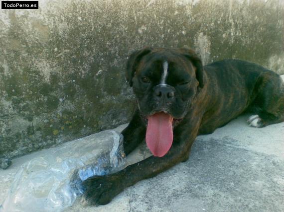 La foto del perro