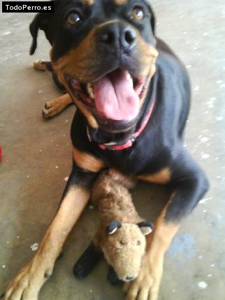 La foto del perro