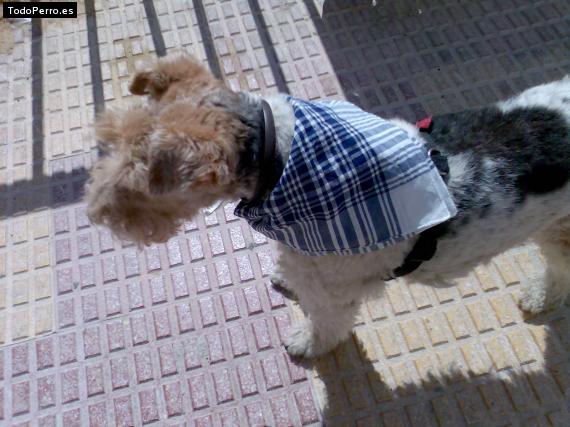 La foto del perro