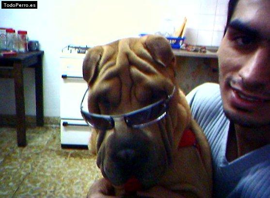 La foto del perro