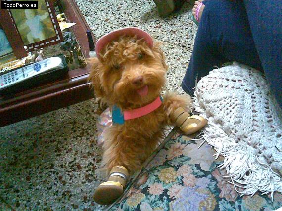La foto del perro