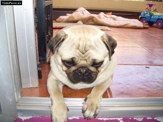 La foto del perro
