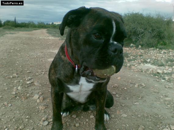 La foto del perro
