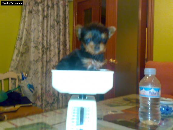 La foto del perro