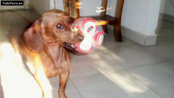 La foto del perro