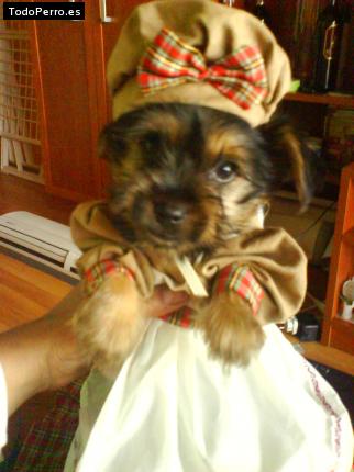 La foto del perro