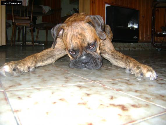 La foto del perro