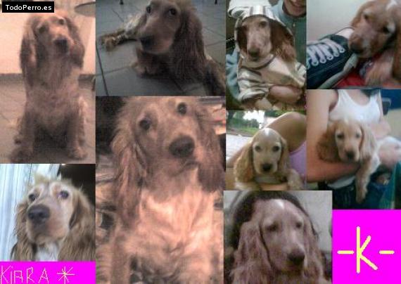 La foto del perro
