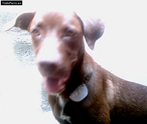 La foto del perro