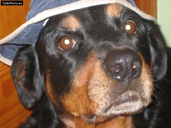 La foto del perro