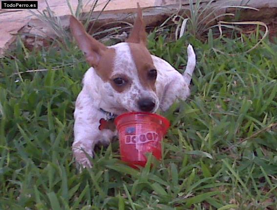 La foto del perro
