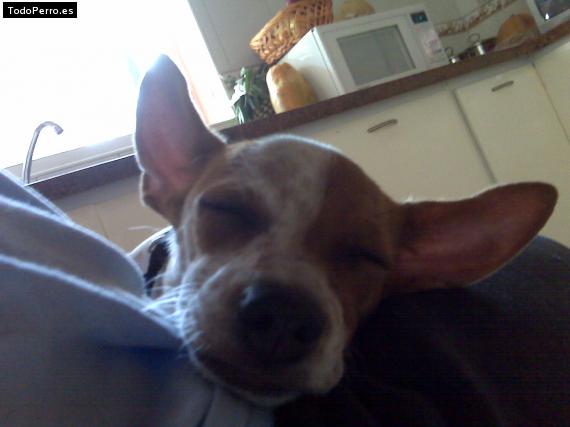 La foto del perro