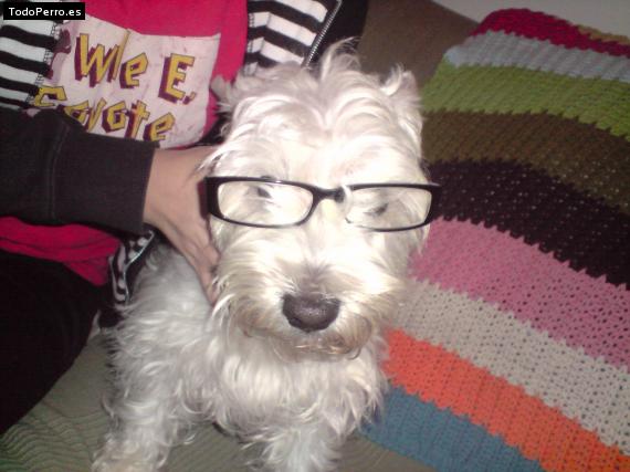 La foto del perro