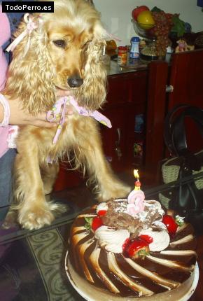 La foto del perro