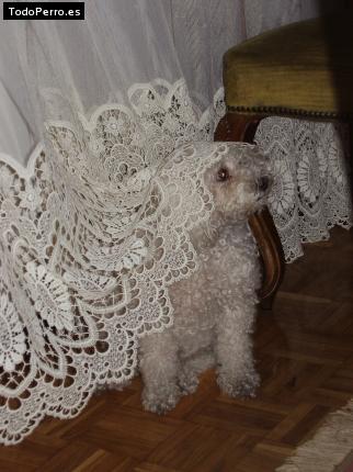 La foto del perro