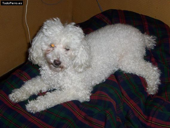 Foto del perro Wanda