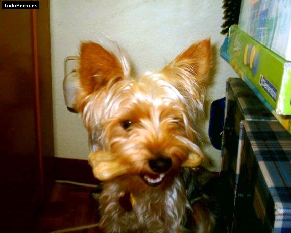 La foto del perro