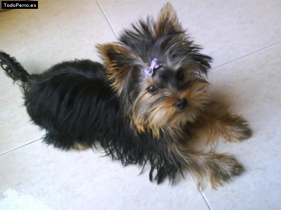 La foto del perro