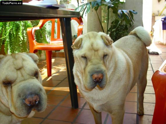 La foto del perro