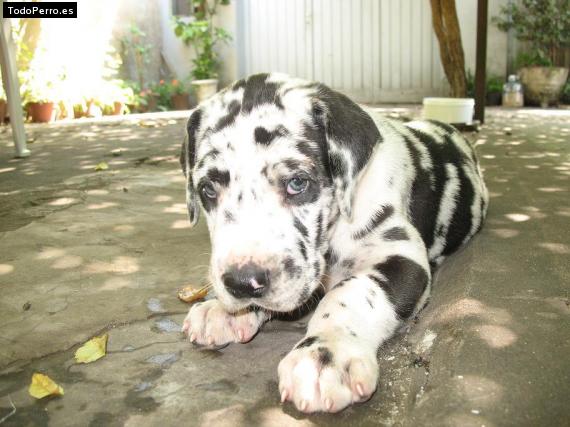 Foto del perro Titan