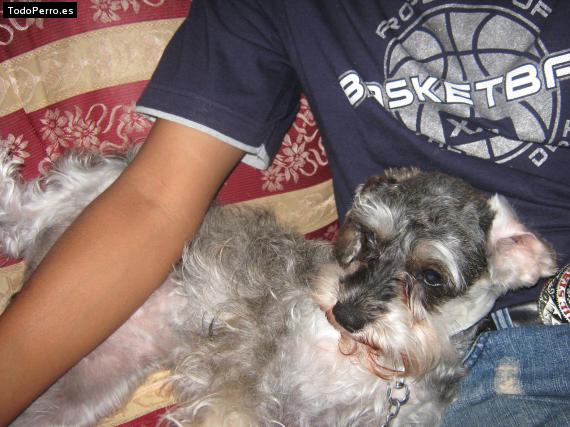 La foto del perro