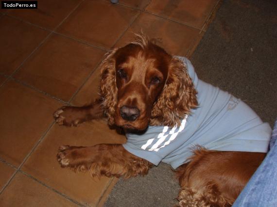 La foto del perro