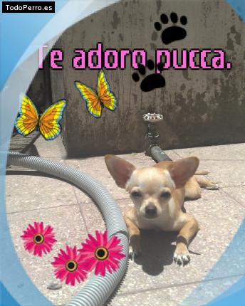 La foto del perro