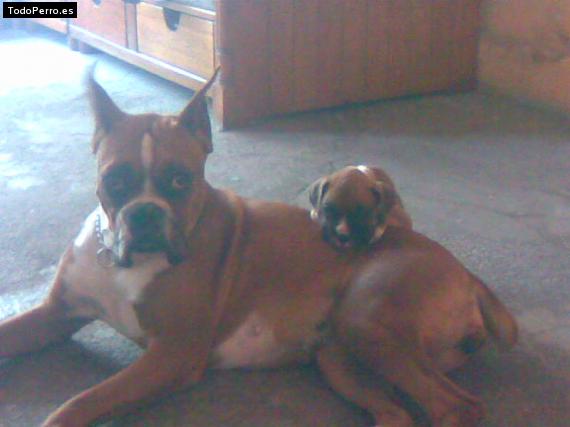 La foto del perro