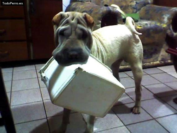 La foto del perro