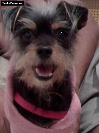 Foto del perro Windyberth