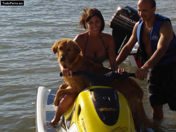 La foto del perro