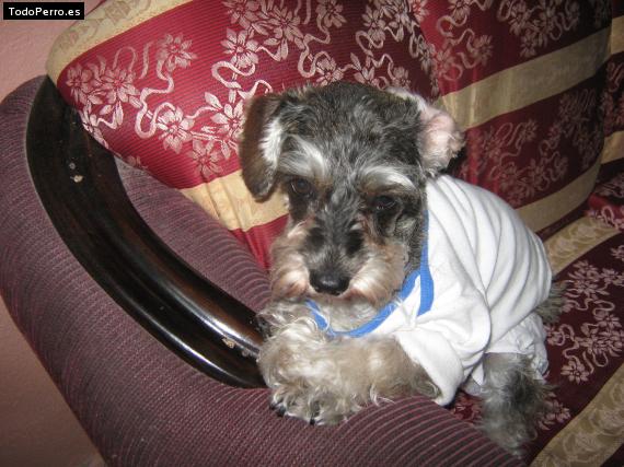 La foto del perro